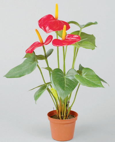 834-1-2 Anthurium 42cm